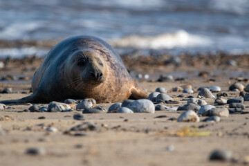 Young grey seal pup, against a backdrop of the sea, at Horsey Gap beach in north Norfolk, UK