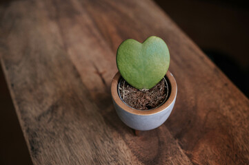 Beautiful Hoya kerrii leaf in a pot. heart shaped succulent plant on wooden background with copy space. Ornamental love decor and gift.