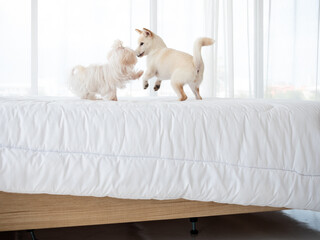 Adorable fluffy puppies between Shiba Inu Japanese dog and maltese enjoy playing together on white blanket in bedroom at home
