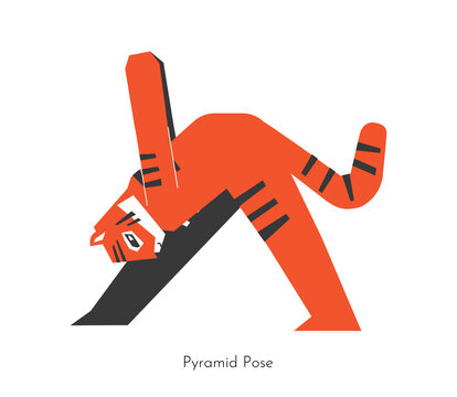 Vector isolated concept with cartoon animal character learning yoga practice - Pyramid Pose. South China tiger does Intense side asana - Parsvottanasana. Flat illustration shows sport exercise