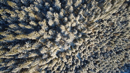 Snow in spruce tree forest. Carpathians. Mountain landscape. Aerial view