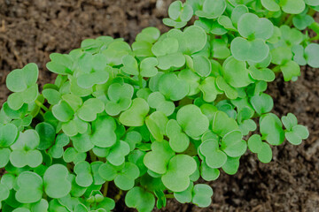 Fresh green arugula, rucola sprouts growing from soil: close up view, macro, selective focus. Spring, germination, microgreens, natural, raw, growth and healthy food concept