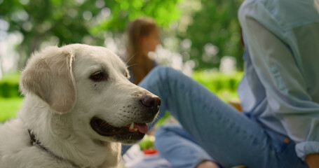 Beautiful labrador lying on grass closeup. Calm dog resting on lawn outdoors.