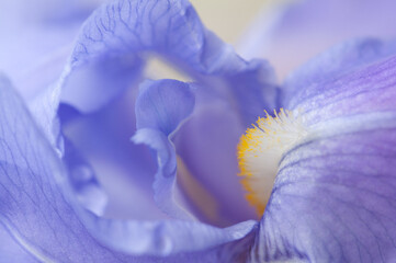 Blau violette details einer Lilienblüte mit gelbem stempel, Iris, Schwertlilie © Niko Troebst