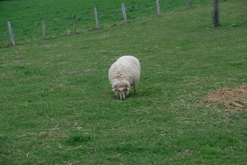 FU 2021-04-04 Ostertour 20 Auf der Wiese grast ein Schaf