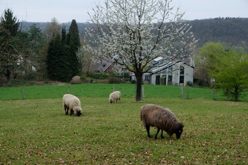 FU 2021-04-04 Ostertour 31 Auf der Wiese grasen Schafe