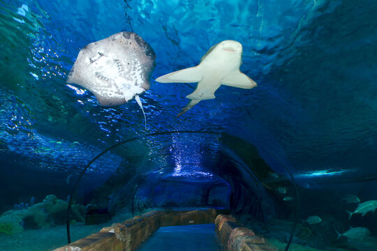 Glass tunnel in Oceanografic aquarium in Moscow.
