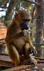monkey eating cabbage
