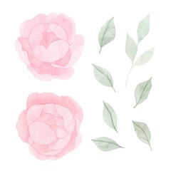 Watercolor peonies. Floral elements set. Botanical illustration flowers and leaves isolated on white