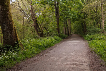 Naklejka premium path in the woods at middleton park