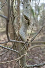 Young tree with a twisted trunk