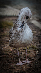 seagull on the beach