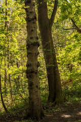 med trees in the forest