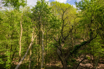 trees in the forest