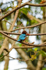 Blue-tailed - Bee Eater 