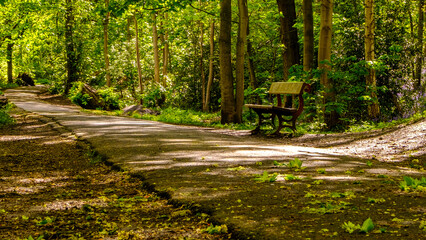 path in the forest