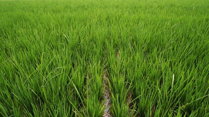 Beautiful Terraced Green Rice Field in Metro, Lampung, Indonesia. Wonderful Indonesia