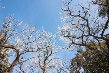 태백산