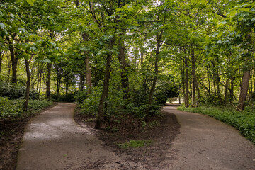 Obraz premium middleton park Forrest walk in spring