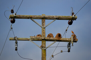 Power network with nests made of clay by the bird known in Brazil as &ldquo;jo&atilde;o-de-barro&rdquo;. Scientific name Furnarius rufus 