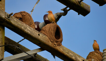 Power network with nests made of clay by the bird known in Brazil as “joão-de-barro”....