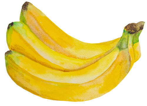 3 Watercolor yellow ripe bananas. Whole tropical fruit illustration