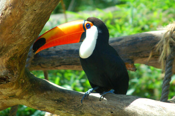 Toucan toucan (Ramphastos toco), bird typical of tropical forests in South America.