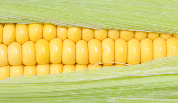 Fresh Yellow Corn on the Cob with Green Leaves - Macro Texture Background