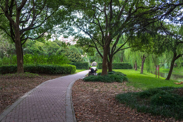 Park Grass, trees and paths