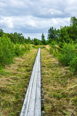 High Trail Through A Nature Area