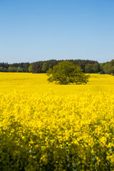 Yellow Flowering Rape Fields In Germany