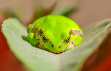 Beautiful Europaean Tree frog Hyla arborea 