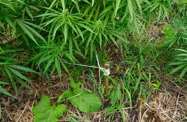 Cannabis growing in a field, low stress training technique: bending trunk of a plant and branches...