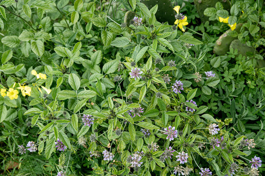 Flores de tedera