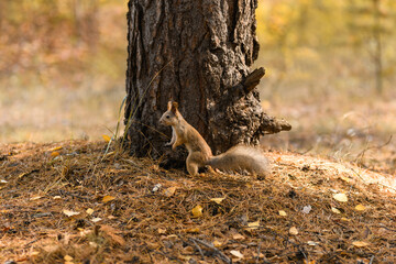 Squirrel sits on the ground in the autumn forest. Autumn landscape