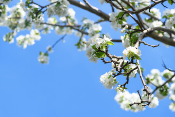 Blooming apple tree, pear tree branches white flowers against blue sky. Spring background