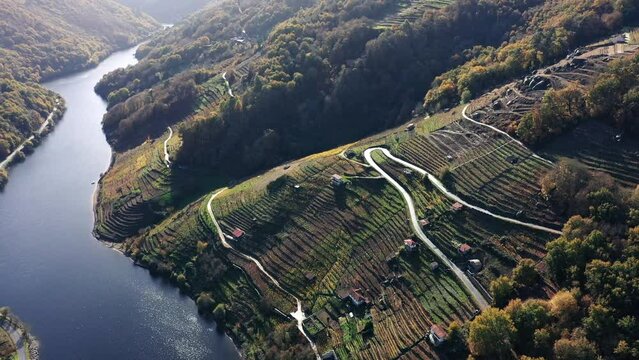 Famous Vineyards Of Ribeira Sacra By The River Sil In Galicia, Spain On A Sunny Day. aerial drone, arc shot