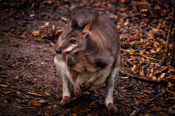 Dusky Pademelon