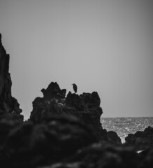 silhouette of a person