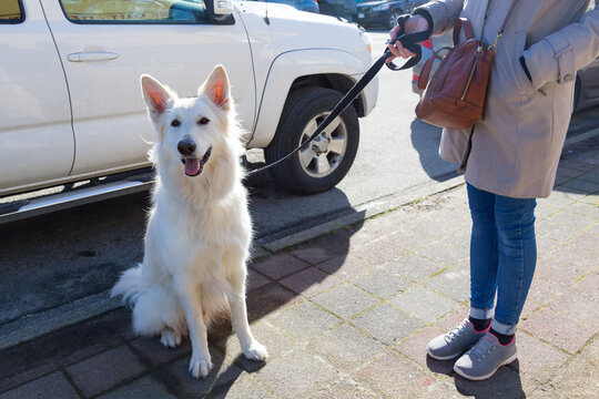 Woman holding her gorgeous young White Swiss Shepherd Dog on lead while standing on sunny sidewalk, Squamish, BC, Canada 