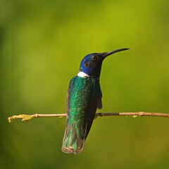 Colibrí de Minca © JessBrian