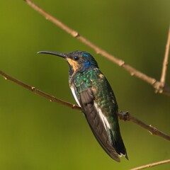 Colibrí de Minca