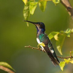 Minca Colibrí © JessBrian