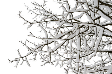 Winter forest after a heavy snowfall. On the branches of trees a lot of fluffy snow. The branches of the tree are covered with a thick layer of snow.