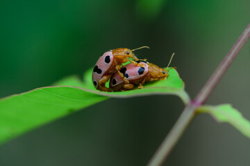 Couple of Lady beetle on leaf.romantic time of insect.