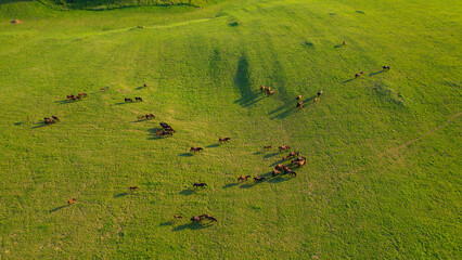 AERIAL: Flying above a herd of foals and adult horses grazing in a vast pasture.