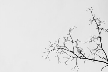 isolate sihouette branched tree on white background.
