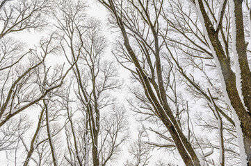 Winter forest after a heavy snowfall. On the branches of trees a lot of fluffy snow. The branches of the tree are covered with a thick layer of snow.