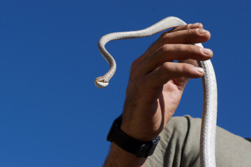 Cobra Corre Campo
