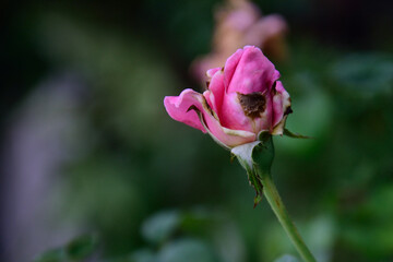 rose decease and damage ,unperfect love.